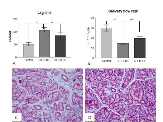 방사선 조사후 타액선 조직 손상 동물모델에서 bFGF 투여 후 타액선 기능 및 조직학적 변화