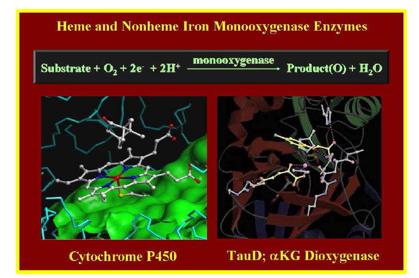 Heme 그리고 Nonheme 산소화 효소의 활성화자리 구조