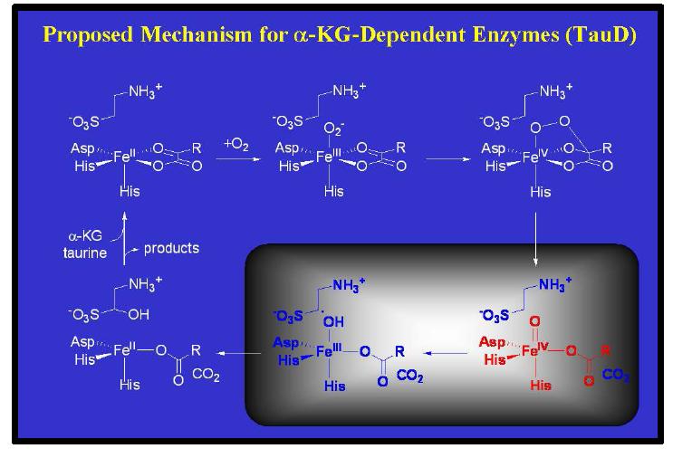 2-Oxoglutarate-dependent Enzyme TauD의 반응 메카니즘