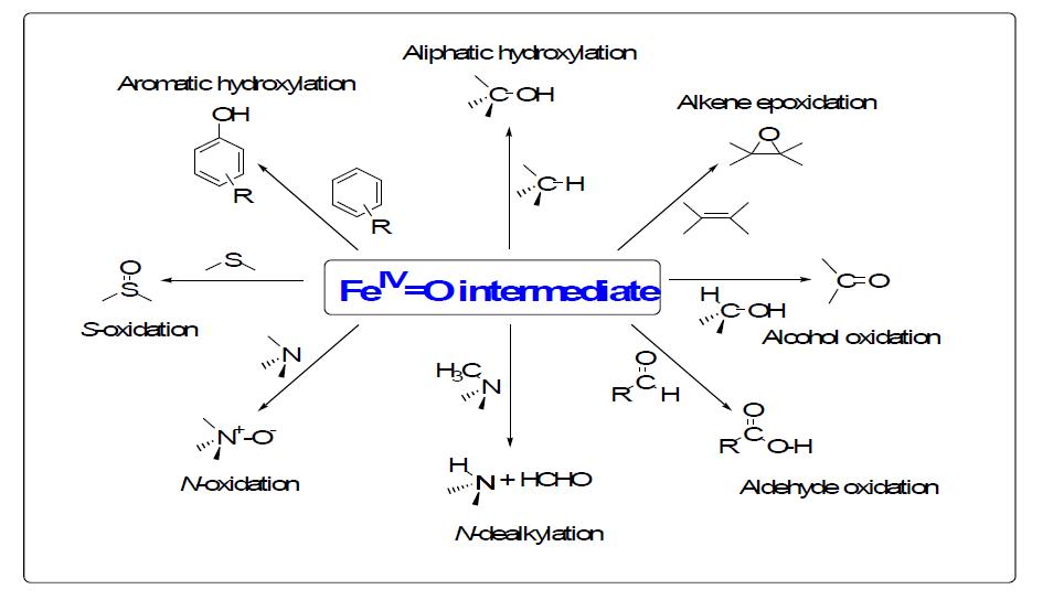 Mononuclear Nonheme Oxoiron(IV) 착물을 사용한 유기물질의 산화반응 연구