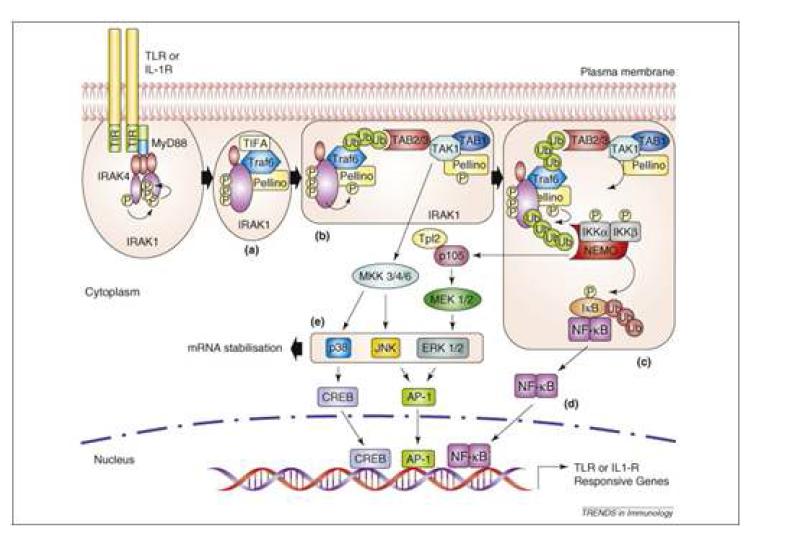 세포막 안쪽에서 일어나는 Pellino-1 매개 TLR/IL-1R 신호전달 경로 (adopted from Trends in Immunol. 2008. 30:33-42)