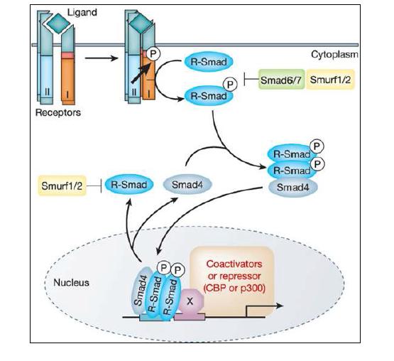 TGF-β/Smad canonical signaling pathway (Derynck and Zhang, Nature 2003).