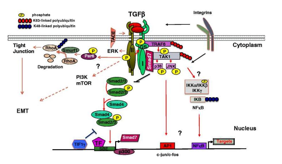 Smad-independent TGF-β non-canonical signaling pathway (Mu et al., Cell Tissue Res. 2012).