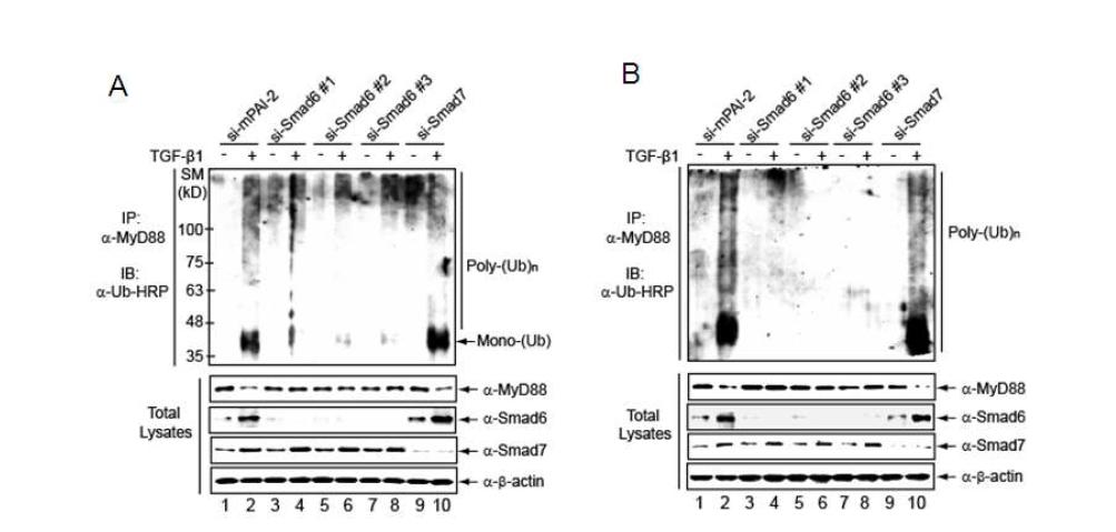Smad6 유전자에 대해 서로 다른 3종류의 siRNA를 발현하는 lentivirus를 이용하여 Smad6를 knock-down 한 후 denaturing condition에서 endogenous MyD88 단백질의 유비퀴틴화 분석 (A) 복강유래 대식세포 (B) CMT-93 epithelial cells. si-mPAI-2; negative control, PAI-2 mRNA를 knock-down 하지 못하는 mutant siRNA, si-Smad7; Smad7 유전자에 대한 siRNA