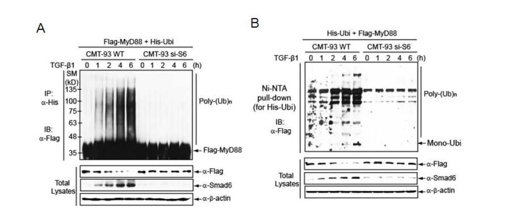 MyD88 단백질을 Smad6-expressing wild type cell과 Smad6 knock-down cell에서 overexpression 시 MyD88 단백질의 유비퀴틴화 분석 (A) dentaturing condition에서 면역침전 (B) dentaturing condition에서 Ni-NTA column으로 pull-down하여 MyD88 단백질의 유비퀴틴화 분석