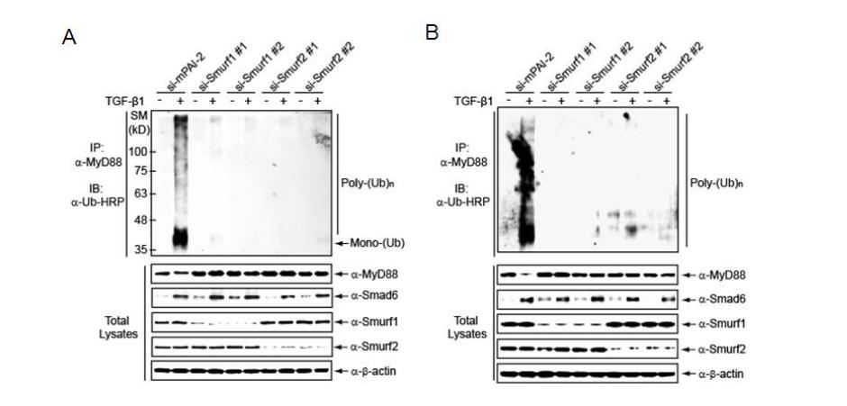 Smurf1과 Smurf2 유전자에 대해 서로 다른 2종류의 siRNA를 발현하는 lentivirus를 이용하여 각각의 유전자를 knock-down 한 후 denaturing condition에서 endogenous MyD88 단백질의 유비퀴틴화 분석 (A) 복강유래 대식세포 (B) CMT-93 epithelial cells