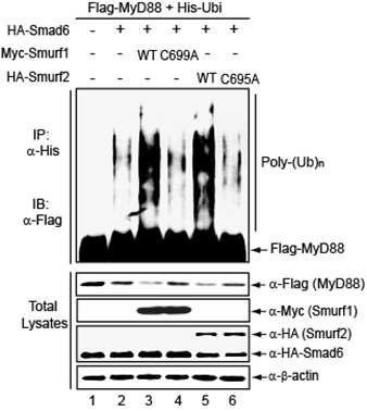 Smurf 단백질들의 과발현에 의한 MyD88 단백질의 유비퀴틴화 분석