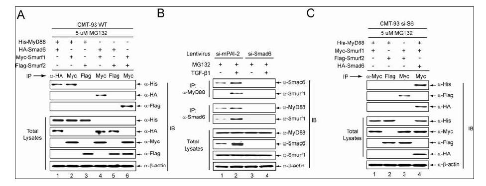 (A) CMT-93 세포주에서 MyD88, Smad6, Smurf1, Smurf2의 상호작용 분석 (B) 마우스 복강유래 대식세포에서 MyD88, Smad6, Smurf1 endogenous protein 들의 상호작용 분석 (C) Smad6 knock-down CMT-93 세포주에서 MyD88, Smurf1, Smurf2의 상호작용 분석