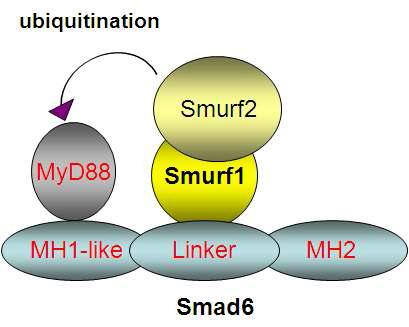 MyD88, Smad6, Smurf1, Smurf2 단백질들의 상호작용에 대한 모식도