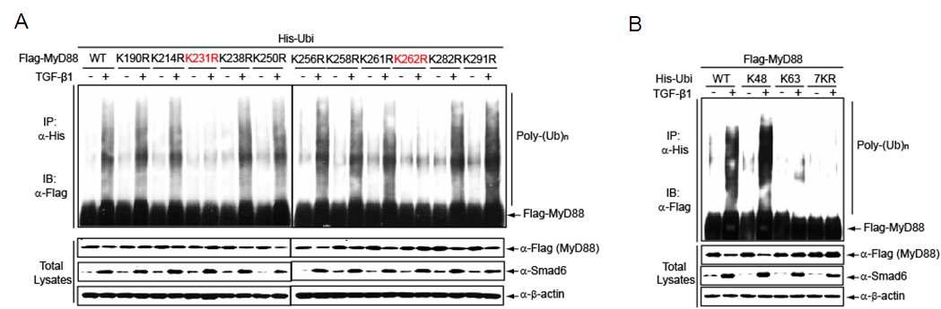 (A) denaturing condition에서 TGF-β에 의한 MyD88 단백질의 유비퀴틴화가 일어나는 lysine 잔기 분석(immunoprecipitation/western blot) (B) TGF-β에 의한 MyD88 단백질의 polyubiquitination pattern 분석