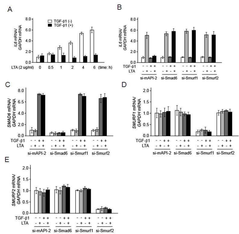 (A) 복강유래 대식세포에서 TGF-β 전처리시 TLR2 ligand인 LTA에 의해 유도되는 IL-6 mRNA의 발현변화 분석(real-time RT-PCR) (B) Smad6, Smurf1, Smurf2가 각각 knock-down된 복강유래 대식세포에서 TGF-β에 의한 LTA 매개 IL-6의 발현변화 분석 (real-time RT-PCR) (C, D, E) Smad6, Smurf1, Smurf2가 각각 knock-down된 복강유래 대식세포에서 Smad6, Smurf1, Smurf2 mRNA의 발현확인(real-time RT-PCR)