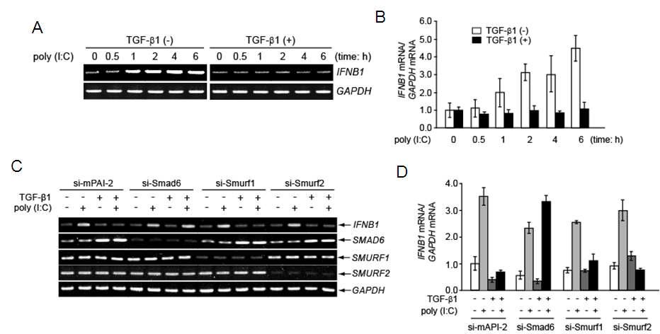 복강유래 대식세포에서 TGF-β 전처리시 TLR3 ligand인 poly(I:C)에 의해 유도되는 IFN-β1 mRNA의 발현 변화 분석 (A) conventional RT-PCR (B) real-time RT-PCR]. Smad6, Smurf1, Smurf2가 각각 knock-down된 복강유래 대식세포에서 TGF-β에 의한 poly(I:C) 매개 IFN-beta1의 발현 변화 분석 (C) conventional RT-PCR (D) real-time RT-PCR].