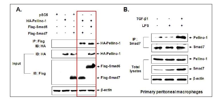 (A) Pellino-1 단백질과 Smad7 단백질의 Co-immunoprecipitation assay. (B) 복강유래 마우스 대식세포주에서 endogeneous Smad7과 Pellino-1 단백질의 Co-IP assay.