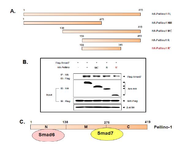 (A) Pellino-1 단백질의 deletion mutants (B) Pellino-1 deletion mutant들과 Smad7 단백질간의 상호작용 분석 (Co-IP assay) (C) 억제 Smad 단백질인 Smad6와 Smad7이 결합하는 Pellino-1 단백질 특이적 region.