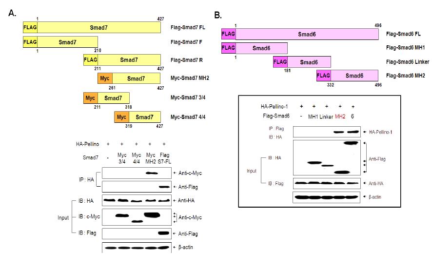 Smad7 단백질과 Smad6 단백질의 MH2 domain과 Pellino-1 단백질과의 상호결합 분석 (A) Smad7 단백질의 deletion mutant들과 Pellino-1 단백질의 Co-IP assay (B) Smad6 단백질의 deletion mutant들과 Pellino-1 단백질의 Co-IP assaay를 통한 상호작용 분석