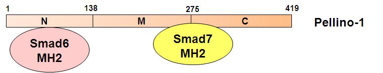 Schematic representation of either Pellino-1-Smad6 or Pellino-1-Smad7 interaction.