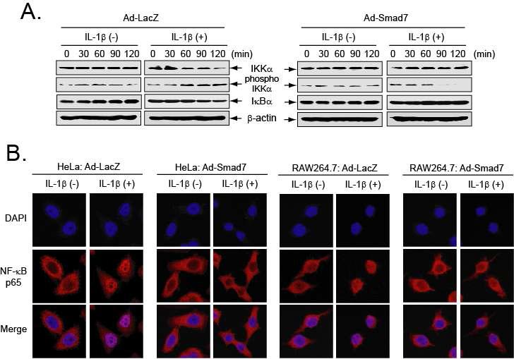 Smad7 단백질의 발현에 의한 NF-κB 전사인자의 활성 감소 (A) IL-1beta 처리 시 Smad7 발현에 의한 NF-κB 매개 luciferase 유전자의 발현 감소 (B) LPS 처리시 Smad7 발현에 의한 NF-κB 매개 luciferase 유전자의 발현 감소 (C) Smad7의 과발현에 의한 IL-1beta 매개 IκBα 단백질 degradation의 감소