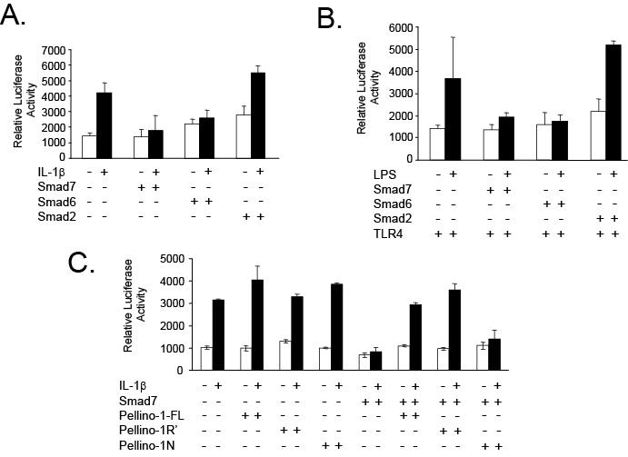 (A) IL-1β 처리시 Smad7에의한 NF-κB 매개 luciferase 활성 변화 (B) LPS 처리시 Smad7에 의한 NF-κB 매개 luciferase 활성 변화 (C) Smad7 과 결합하는 Pellino-1R' 단백질 발현 시 IL-1β에 의해 활성화되는 NF-κB 매개 luciferase 활성 변화 (Pellino-1N은 Smad6와 결합하는 부위임)