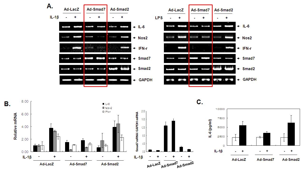 복강유래 마우스 대식세포에서 Smad7을 과발현시킨 후 IL-1beta, LPS 처리시 염증유발 유전자들의 발현변화를 RT-PCR(A)과 real-time PCR(B)로 분석. Control로 Ad-LacZ와 Ad-Smad2를 발현시킴. (C) Smad7에 의한 염증유발 유전자 중 IL-6 사이토카인의 발현 억제 현상을 ELISA 방법을 통하여 정량화.