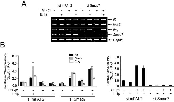 TGF-β 매개 항염증반응에서 Smad7의 역할 규명. Smad7 siRNA를 발현하는 lentivirus를 이용하여 마우스 대식세포에서 Smad7 유전자의 발현을 knock-down 시킨 후 IL-1beta, TGF-β, IL-1beta+TGF-β 처리시 염증유발 유전자들의 발현 변화를 RT-PCR(A)과 real-time RT-PCR(B)을 이용하여 분석함.
