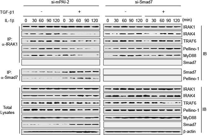 마우스 대식세포에서 Smad7 knock-down시 TGF-β에 의한 IRAK1 매개 신호전달 복합체 형성 분석. (A) control 마우스 대식세포에서 TGF-β 처리시 IL-1beta에 의한 IRAK1 매개 신호전달 복합체 형성이 억제됨. endogenous IRAK1 단백질과 endogenous Smad7 단백질에 항체로 면역침전 후 각 단백질의 발현을 western blot으로 확인. (B) Smad7 knock-down 마우스 대식세포의 경우 TGF-β에 의한 IRAK1 매개 신호전달 복합체 형성이 억제되지 않음.