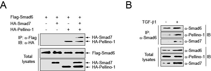 Pellino-1 단백질과 endogeneous Smad7과 Smad6 단백질이 동시에 Pellino-1과 결합하고 있음을 보여주는 Co-IP 결과.