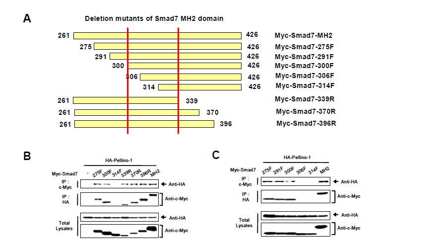 (A) Schematic representation of deletion mutants of Smad7 MH2 domain (B) and (C) Co-immunoprecipitation of deletion mutants of Smad7 MH2 domain with Pellino-1 protein