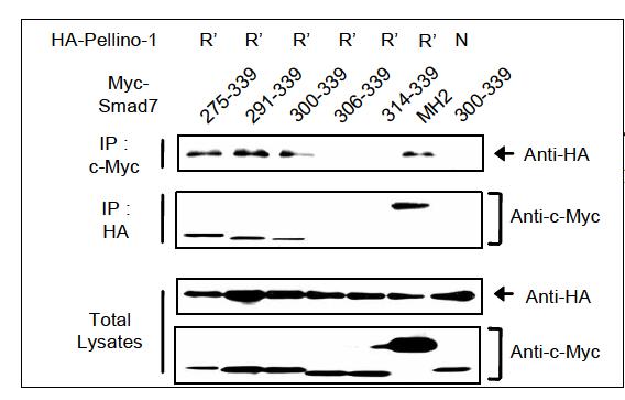 Co-immunoprecipitation assay of deletion mutants of Smad7 MH2 domain with Pellino-1R' region
