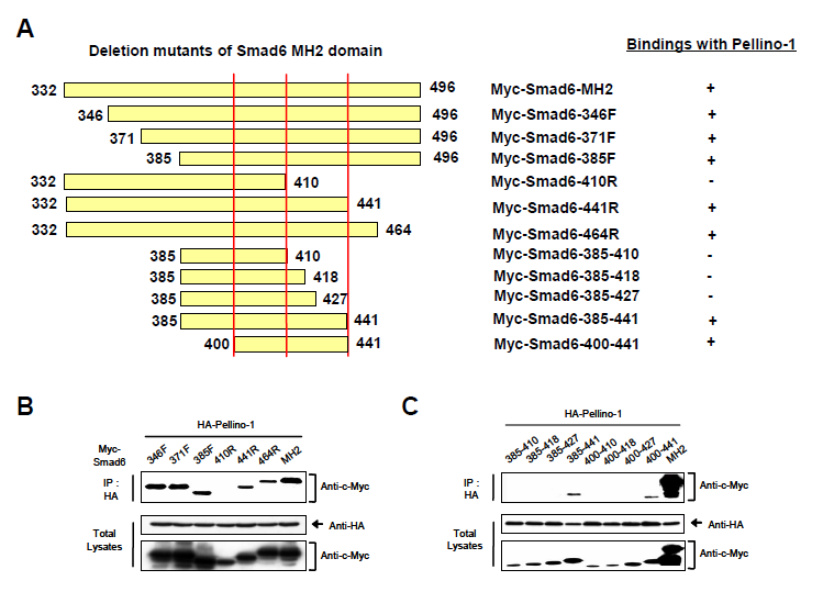 (A) Schematic representation of deletion mutants of Smad6 MH2 domain and their binding activities with Pellino-1 (B) and (C) Co-immunoprecipitation assays of deletion mutants of Smad6 MH2 domain with Pellino-1 protein