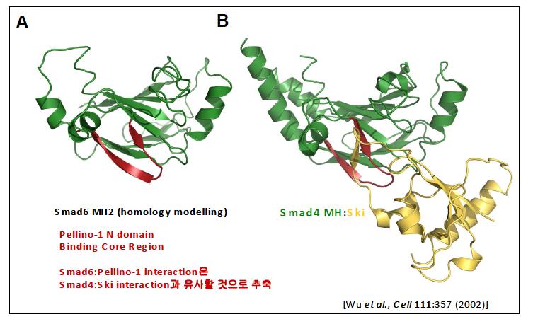 (A) Homology modeling of Smad6 MH2 domain (B) Modeling of the interaction of Smad4 MH2 with Ski oncoprotein