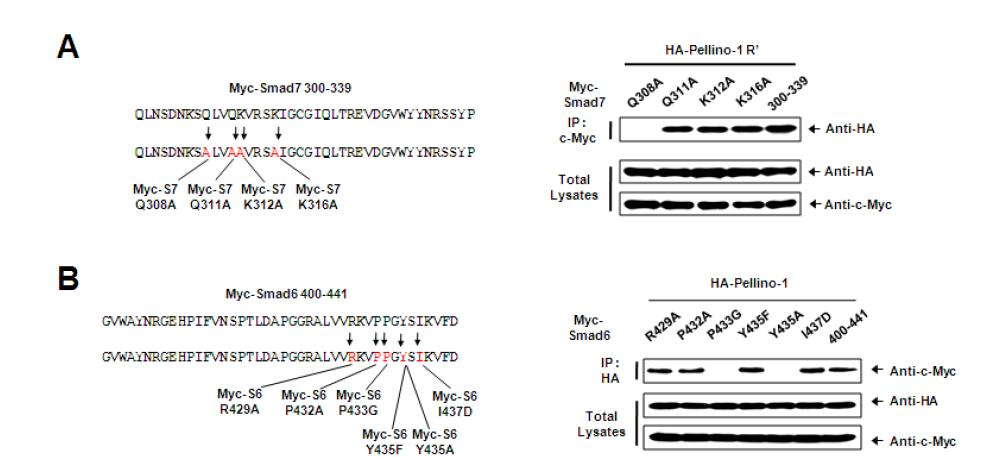 (A) Interaction of Pellino-1R' region with site-directed mutants of Smad7 MH2 domain (B) Interaction of Pellino-1 protein with site-directed mutants of Smad6 MH2 domain