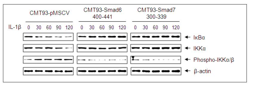 Smad6의 아미노산 400번부터 441번과 Smad7의 아미노산 300번부터 339번이 안정적으로 발현되는 CMT-93 세포주에서 IKKα의 인산화 IκBα의 degradation 분석. CMT93-pMSCV는 벡터만 발현되는 control 세포주임
