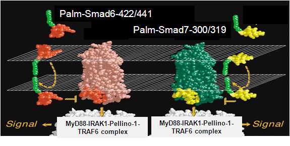 Palmitic Acid-Smad6-422/441 펩타이드와 Palmitic Acid-Smad7-300/319 펩타이드를 이용한 IRAK1 신호전달체 매개 NF-κB 활성 저해의 모식도
