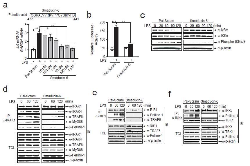 (a) Raw264.7 대식세포주에서 Smaducin-6 농도에 따른 LPS에 의해 유도되는 IL-6 유전자의 발현 변화 분석(real-time RT-PCR) (b) Smaducin-6 처리에 의한 LPS 매개 NF-κB 활성 분석(luciferase activity) (c)