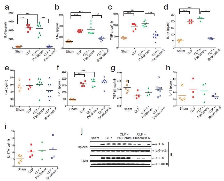 마우스 패혈증 모델에서 Smadcuni-6 펩타이드 처리시 혈액내에서 사이토카인의 발현 변화 분석 (ELISA assay) (a) IL-6 (b) IFN-gamma (c) TNF-alpha (d) IL-1beta (e) IL-4 (f) IL-10 (g) TGF-β1 (h) IL-12 (i) IL-17A (j) 각각의 그룹((Sham group, CLP mouse group, Pal-Scram 대조군 펩타이드를 처리한 그룹, Smaducin-6 펩타이드를 처리한 그룹)에서 추출한 spleen과 liver에서 Western blot analysis에 의한 IL-6 발현변화 분석