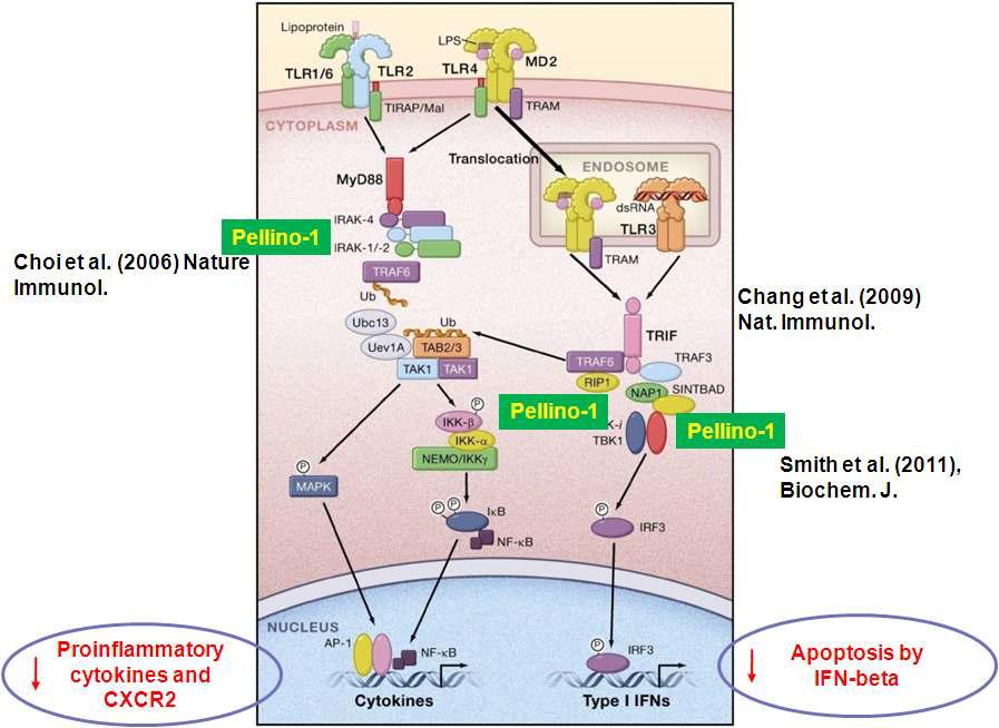 Smaducin-6 펩타이드가 타겟팅하는 Pellino-1 단백질이 결합하는 TLR4 신호전달 단백질들(IRAK1, RIP1, IKKi/TBK1)에 대한 모식도