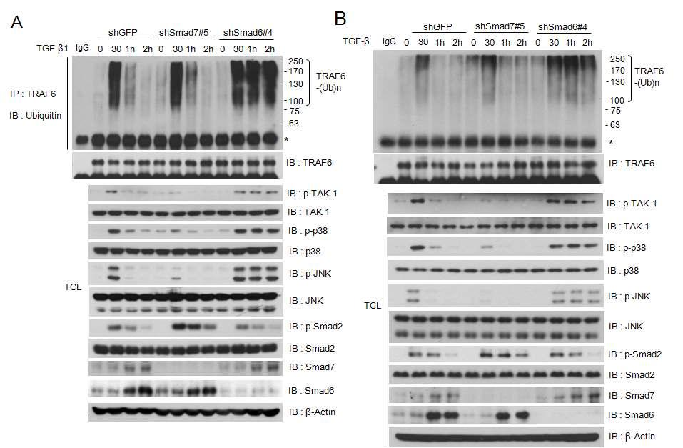 Smad6 유전자와 Smad7 유전자가 각각 knock-down된 AML-12 세포주에서 endognenous TRAF6 단백질의 ubiquitination 분석과 p38 MAPK와 JNK 단백질의 인산화 분석 (A)와 (B)는 서로 다른 shRNA를 사용하여 실험한 결과임.