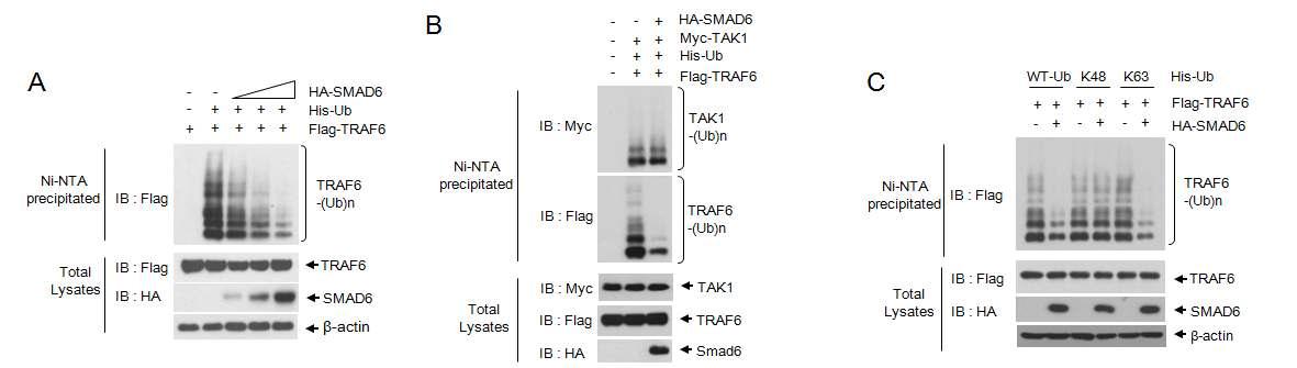 (A) Smad6 단백질의 발현양에 따른 TRAF6 단백질의 deubiquitination (B) Smad6 단백질의 과발현에 의한 TAK1 단백질의 유비퀴틴화 분석 (C) Smad6 단백질에 의한 K63-linked TRAF6 polyubiquitination의 감소