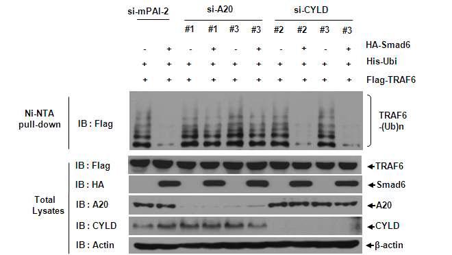 A20 유전자와 CYLD가 knock-down된 293 세포주에서 TRAF6 단백질의 유비퀴틴화 분석(Ni-NTA column을 이용한 pull-down assay)