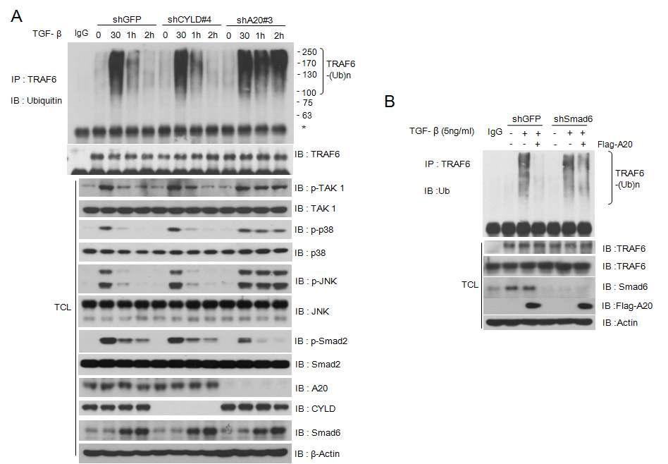 (A) CYLD 유전자와 A20 유전자가 각각 knock-down된 AML-12 세포주에서 endognenous TRAF6 단백질의 ubiquitination 분석과 p38 MAPK와 JNK 단백질의 인산화 분석. shGFP는 대조군 AML-12 세포주임 (B) Smad6 knock-down AML-12 세포주와 정상세포주에서 Flag-A20 단백질의 과발현에 의한 TRAF6의 유비퀴틴화 분석