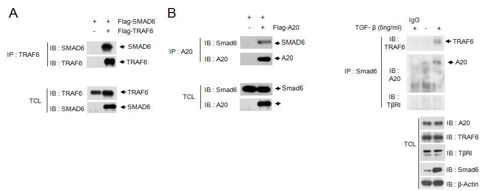 (A) Flag-Smad6와 Flag-TRAF6 단백질의 발현 시 단백질간의 상호작용 분석 (B) Flag-Smad6 단백질과 Flag-A20 단백질간의 상호작용 분석 (co-immunoprecipitation assay) (C) endogenous level에서 Smad6, TRAF6, A20 단백질의 상호작용 분석(immunoprecipitation assay)