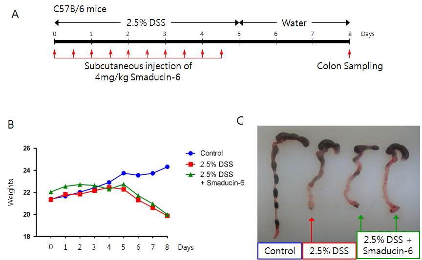 (A) 궤양성 대장염 마우스 모델 구축과 Smaducin-6 피하주사에 대한 프로토콜 (B) Smaducin-6 펩타이드에 의한 몸무게의 변화 (C) Smaducin-6 펩타이드에 의한 colon size의 변화