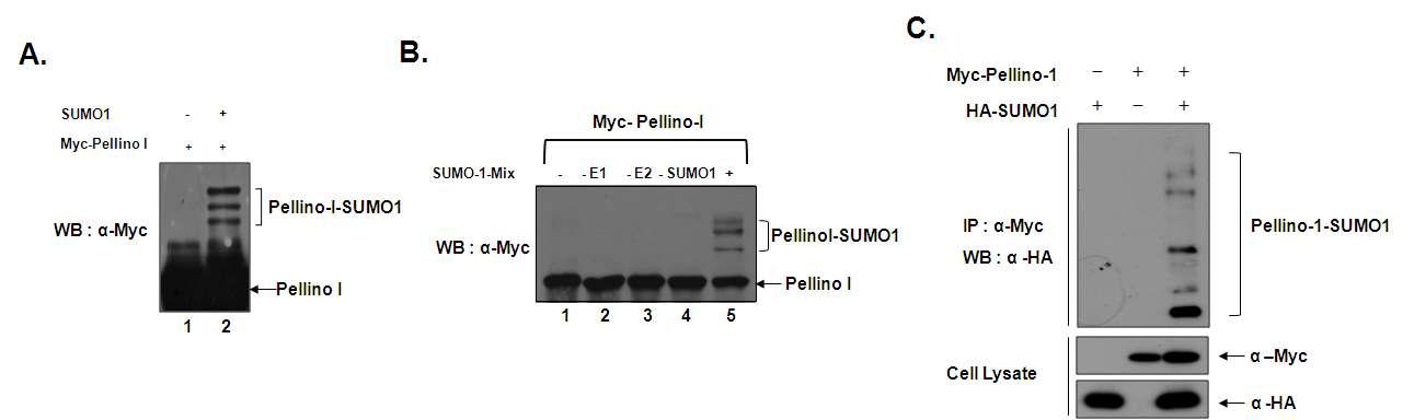 (A) Myc-Pellino-1과 SUMO1 단백질에 의한 Pellino-1의 sumorylation을 분석한 western blot analysis (B) in vitro translation된 Myc-Pellino-1을 이용한 in vitro sumorylation assay 결과 (C) co-immunoprecipitation을 이용한 Pellino-1의 sumorylation 분석 결과