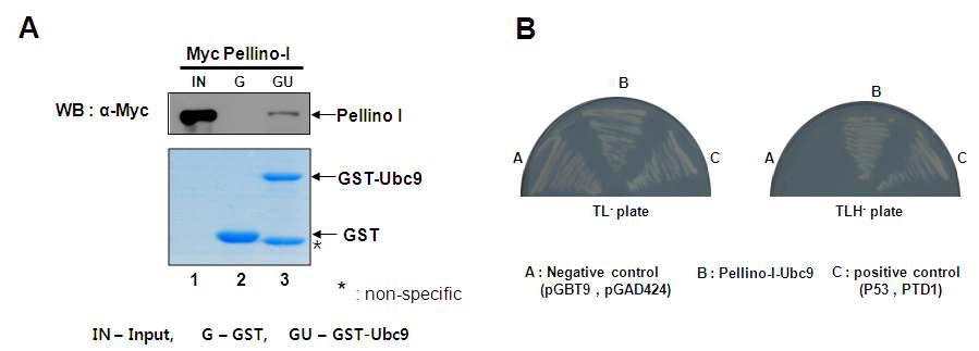 (A) Pellino-1과 Ubc9 단백질간의 상호작용 분석을 위한 GST pull-down assay. (B) Pellino-1과 Ubc9 단백질간의 상호작용 확인을 위한 yeast two hybrid assay. p53과 PTD1 단백질은 yeast two hybrid assay의 positve control로 사용함.