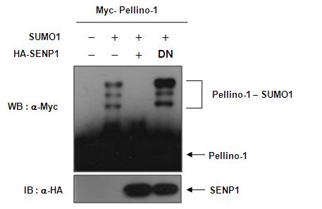 SENP1 단백질에 의한 Pellino-1 단백질의 desumorylation 활성 분석