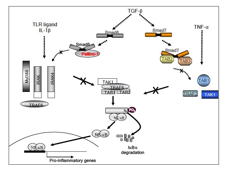 TGF-β 처리시 억제 Smad 단백질에 의한 선천면역 및 염증억제 기전의 모식도.
