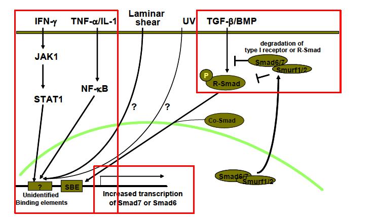 염증유발 외부인자에 의한 억제 Smad 단백질의 발현증가와 TGF-β 신호전달의 감소에 대한 모식도 (Park, J. Biochem. Mol. Biol. 2005)