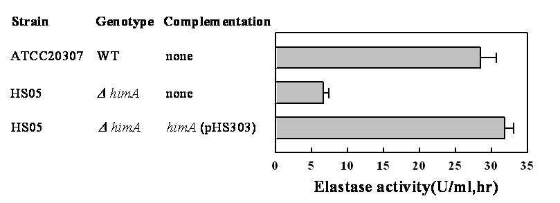 Dependency of elastase production on IHF.