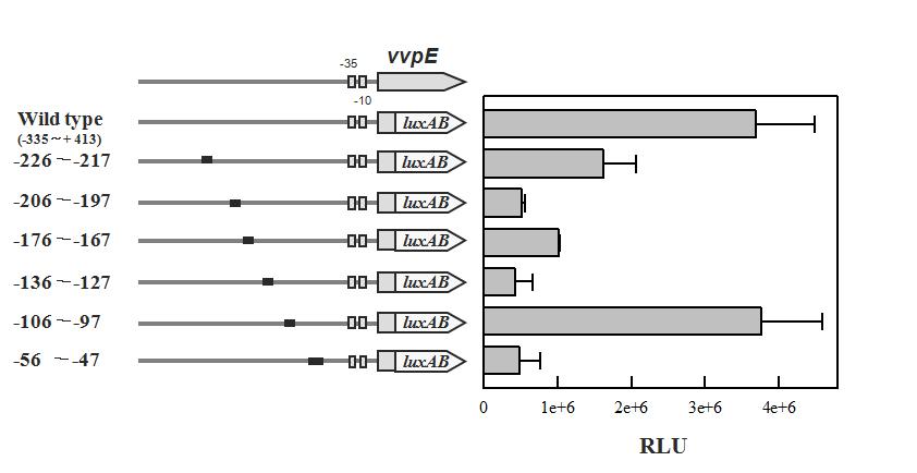 Mapping of cis-acting elements required for the vvpE promoter expression.
