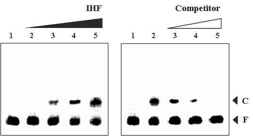 Gel mobility shift assay for binding of IHF to the vvpE regulatory region.